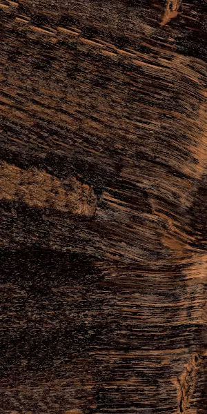 Rectus Tarbo